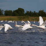 De Boerdrie